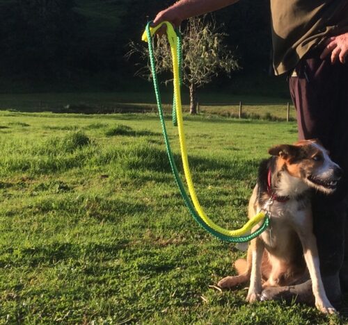 Dog lead - 20mm large - Image 2