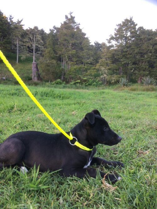 Dog choker lead - 8mm - Image 2