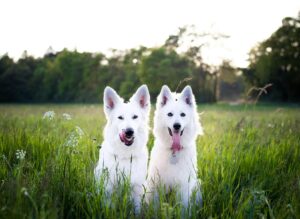 Dog Wellness Course