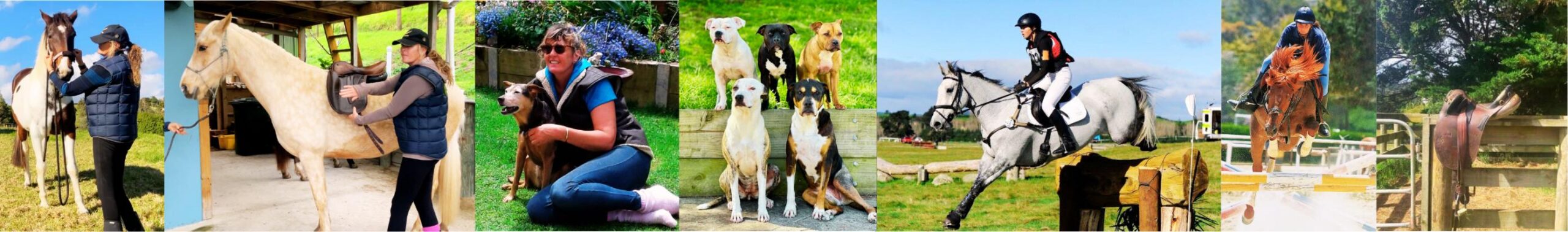 Dog Horse Animaln Bowen Therapy Jo Jenner Auckland Northland New Zealand
