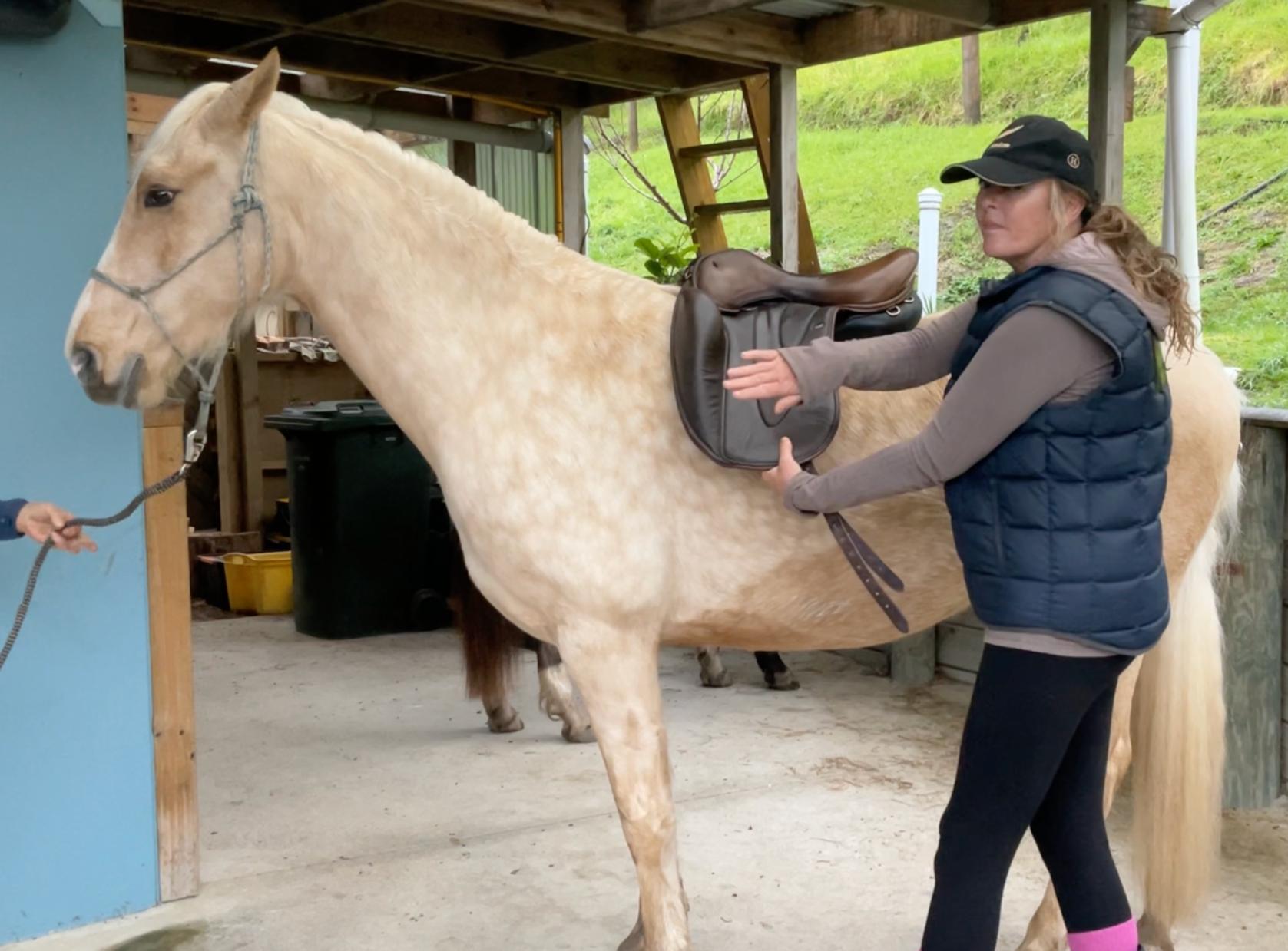 Jo Jenner Northland Animal Bowen Therapy6