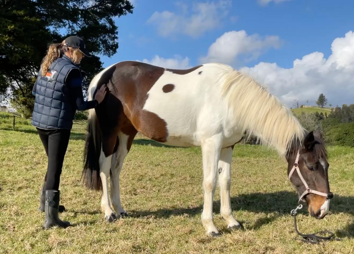 Jo Jenner Northland Animal Bowen Therapy9