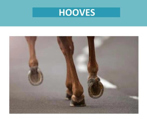 Hooves Info Pack