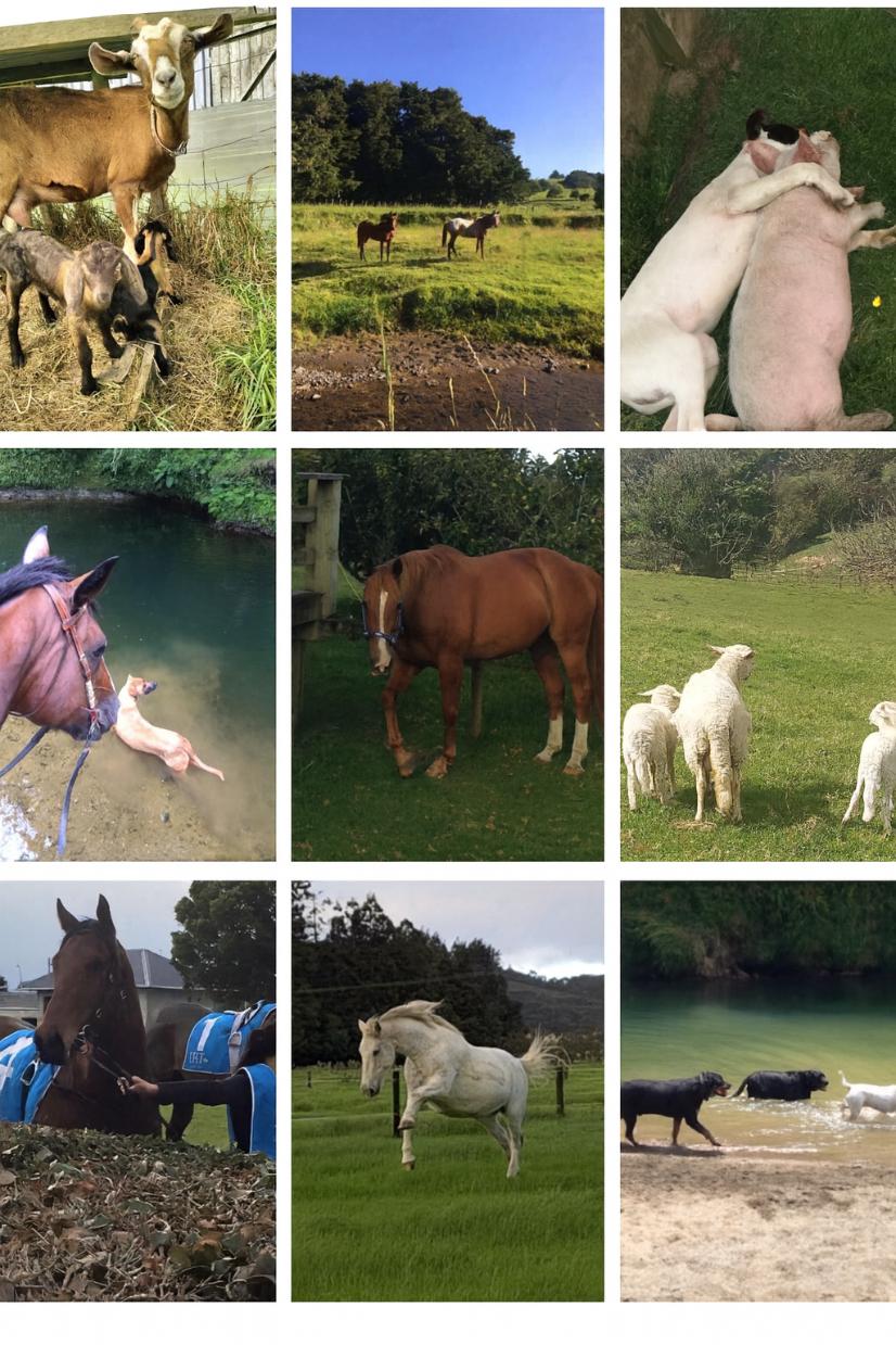 Jo Jenner Animal Bowen New Zealand bowen therapy dogs horses northland