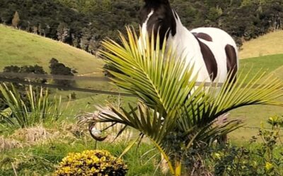 Worming your horse naturally