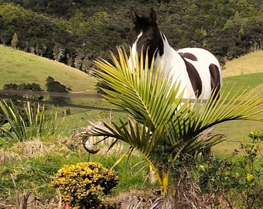 Worming your horse naturally