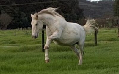 Worming your horse naturally