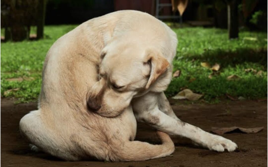 Natural Parasite & Flea Support for Dogs and Cats