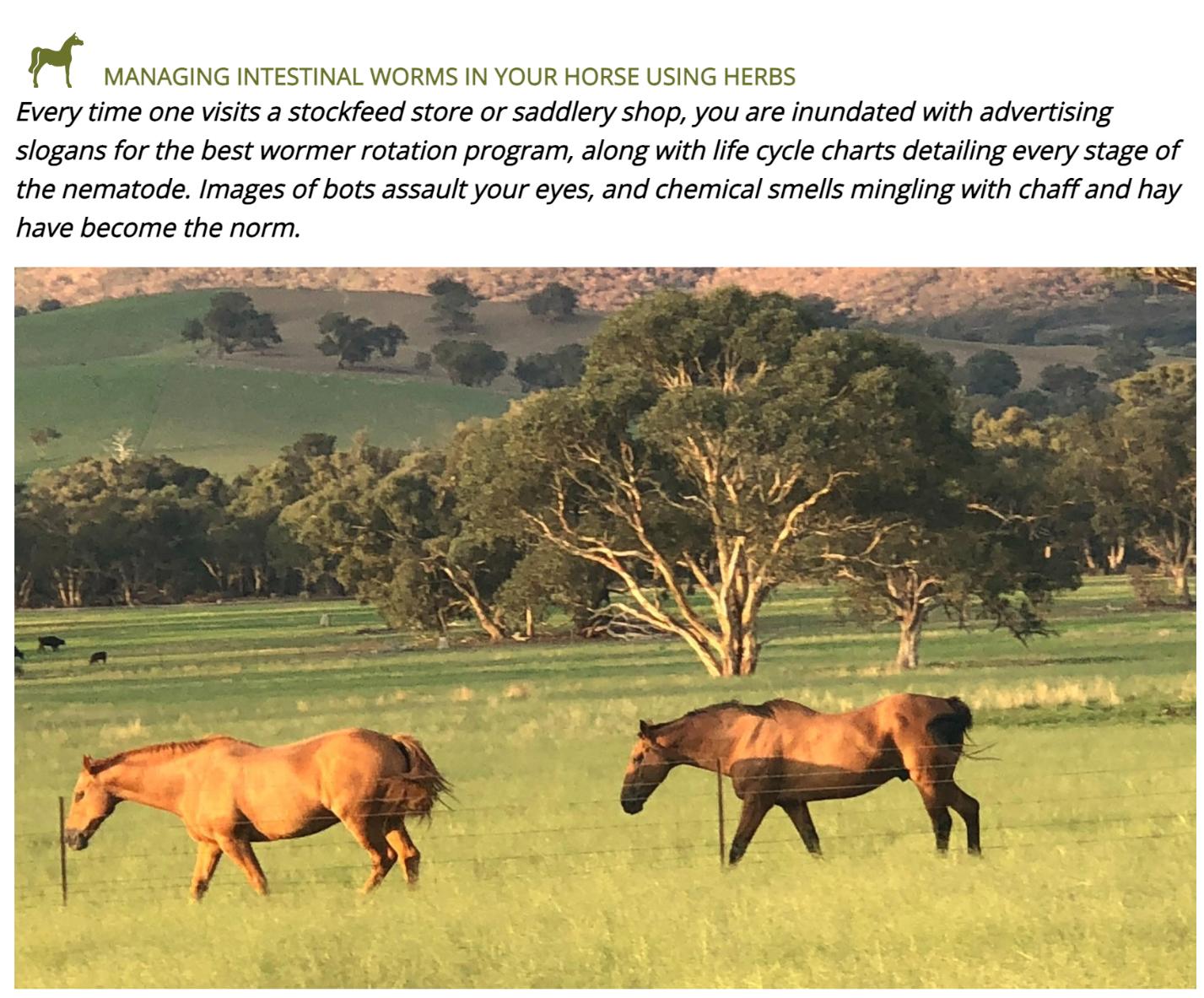  Managing intestinal worms in your horse using herbs